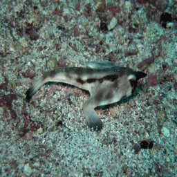 A fish blending into a mottled seabed.